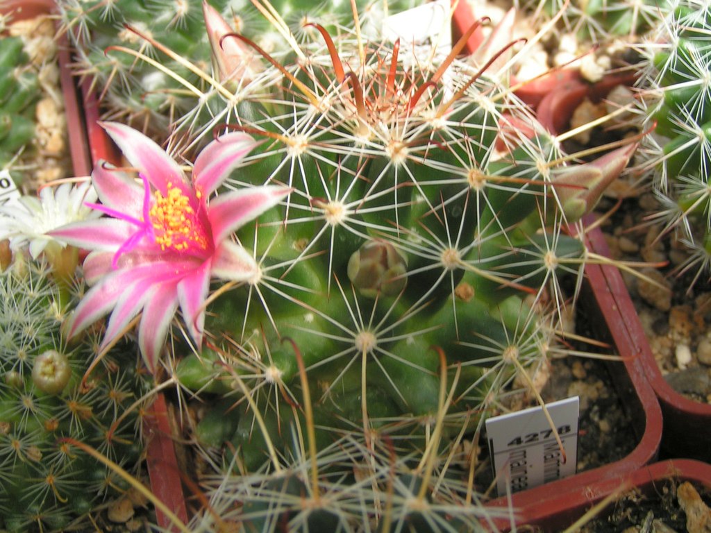 Mammillaria maineae